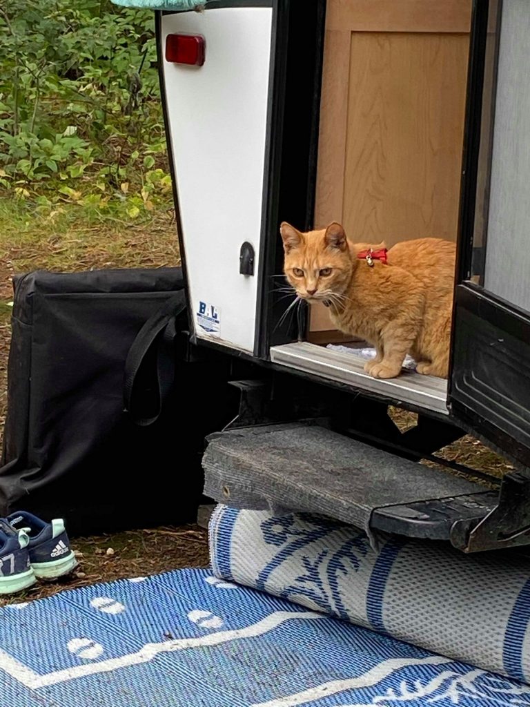 Camping with cats