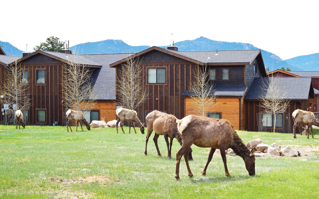 Elk in Estes Park, Colorado