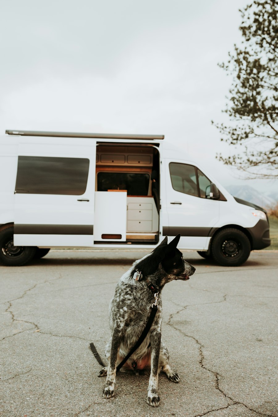 Leashed dog with an ID tag on its collar sitting beside a camper van