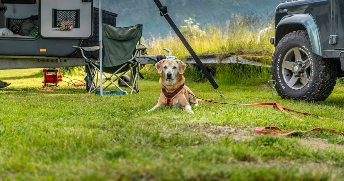 RV travel with pets: dog wearing a harness on a leash, resting on the grass at an RV campsite
